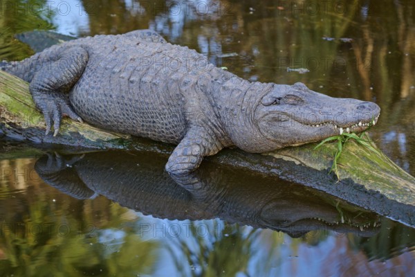 An alligator resting on a tree trunk, natural water environment reflected, American alligator