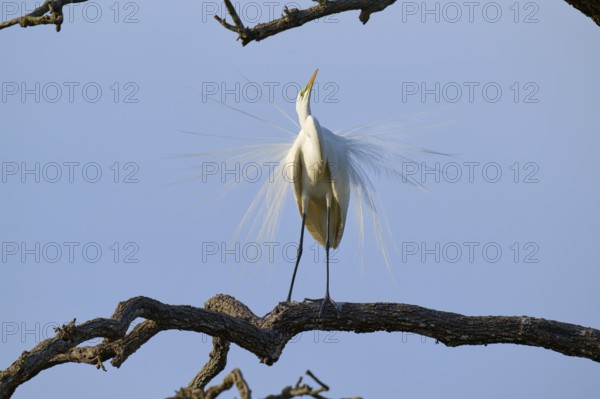 A heron in an upright position, proud expression, broad plumage, Great Egret (Ardea alba), spring,