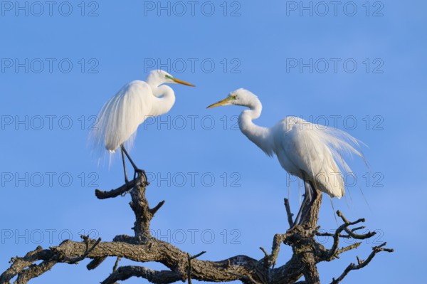 Two herons communicate on a branch, harmoniously framed in the blue sky, Great Egret (Ardea alba),