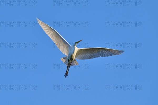 With outstretched wings, the heron glides through the air above the blue sky, Great Egret (Ardea