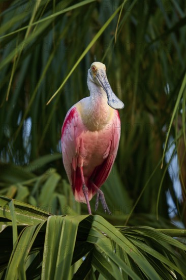 A roseate spoonbill with pink plumage sitting on palm leaves, surrounded by tropical vegetation,