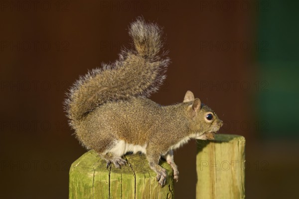 A squirrel sits on a wooden post and looks curiously into the distance, American grey squirrel