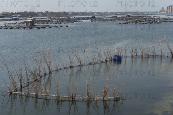 Reed fish traps a typical method of fishing near the fish farms of Rashid on the River Nile,