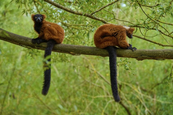 One lemur is alert, the other is resting, both on a branch in nature, Red ruffed lemur (Varecia