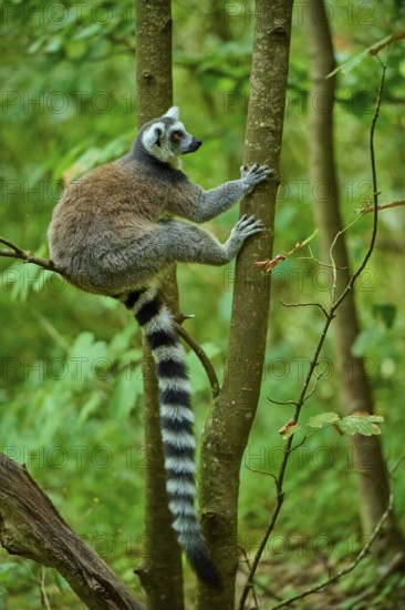 A lemur climbing a tree in a green forest, Ring-tailed Lemur (Lemur catta), France