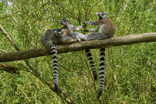 Three lemurs relaxing on a branch surrounded by green foliage, Ring-tailed Lemur (Lemur catta),