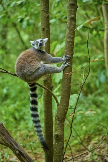 A lemur looks from a tree with attentive eyes into the green jungle, Ring-tailed Lemur (Lemur