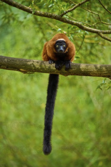 Attentive red lemur looking down from a branch surrounded by forest, Red ruffed lemur (Varecia
