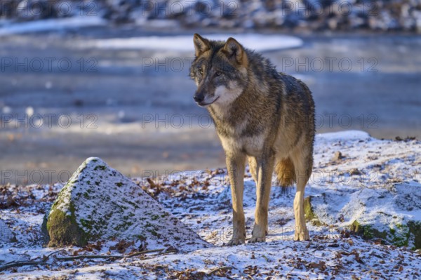 A wolf stands on a frozen surface in the snow and is alert, winter, wolf (Canis lupus), Germany