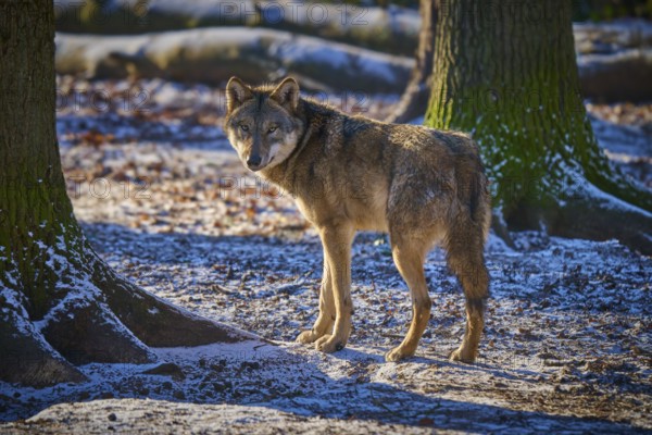 A wolf stands in the snow between trees and looks back curiously, Winter, Wolf (Canis lupus),