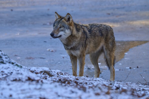 A wolf stands sideways in the snow and looks attentively into the distance, winter, wolf (Canis