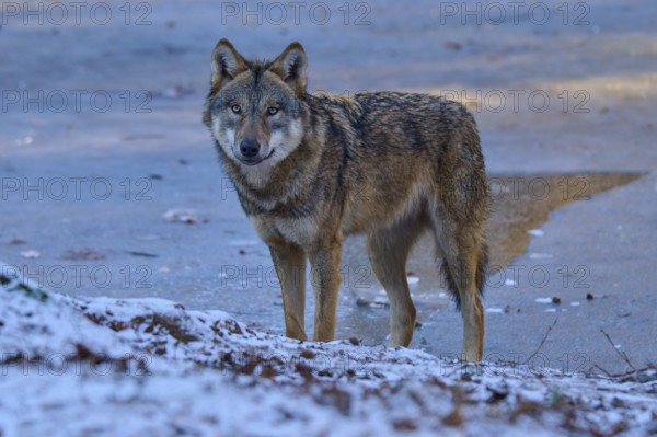 An alert wolf stands on a patch of ice, ready to move, Winter, Wolf (Canis lupus), Germany