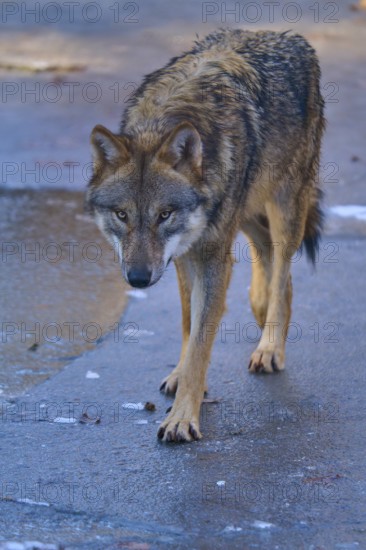 A wolf walks calmly across the ice surface in a close-up view, winter, wolf (Canis lupus), Germany