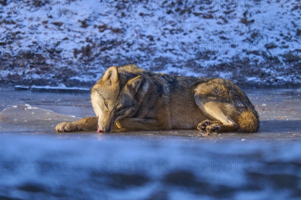 A wolf licking the ice on a frozen surface in the snow, winter, wolf (Canis lupus), Germany