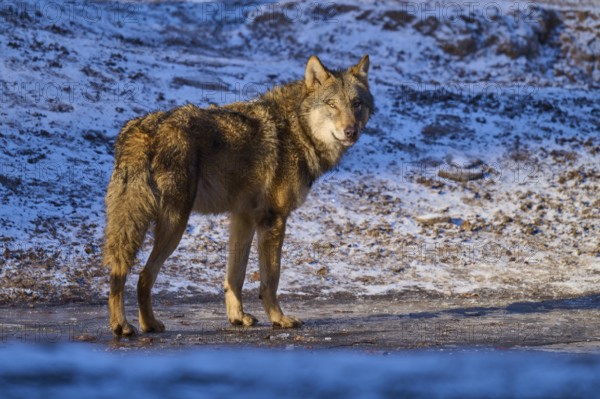 A wolf stands on a patch of ice and looks back into the wintry landscape, Winter, Wolf (Canis