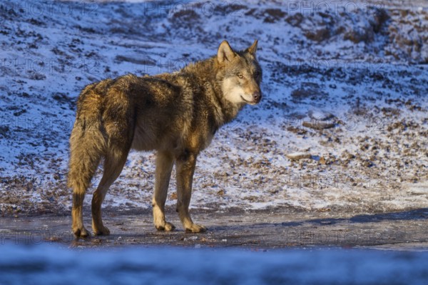 A lone wolf standing on a patch of ice in snowy, wintry terrain, Winter, Wolf (Canis lupus),