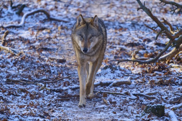 A lone wolf approaches along a snow-covered path in a winter forest, Winter, Wolf (Canis lupus),