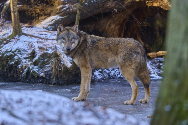 A wolf stands on a patch of ice and looks around attentively in the snow-covered forest, Winter,