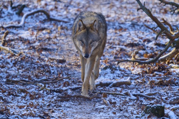 A wolf roams a snow-covered forest path surrounded by bare branches, winter, wolf (Canis lupus),