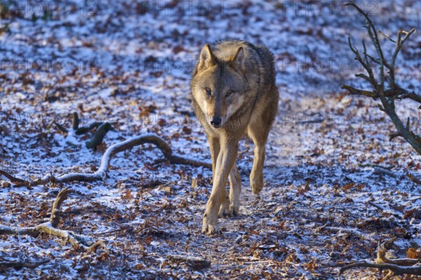A wolf moves alone on a snow-covered path through the winter forest, Winter, Wolf (Canis lupus),