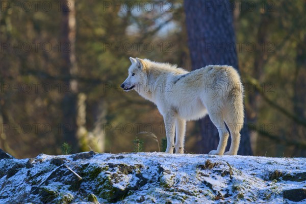 A white wolf standing on a slightly snow-covered rock in the forest during winter, Winter, Arctic