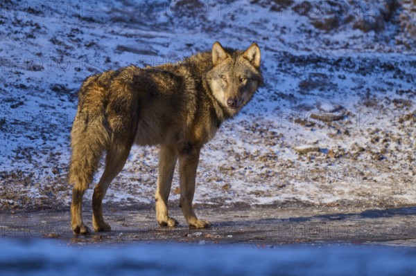 A wolf standing in the sunshine on a snow-covered ice surface, winter, wolf (Canis lupus), Germany