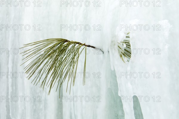 Branch and needles of white pine trapped in the ice, Region of la Mauricie, Province of Quebec,