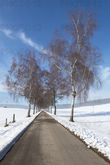 Alley with birch trees leading through a snowy landscape, under a clear blue sky, Swabian Jura,