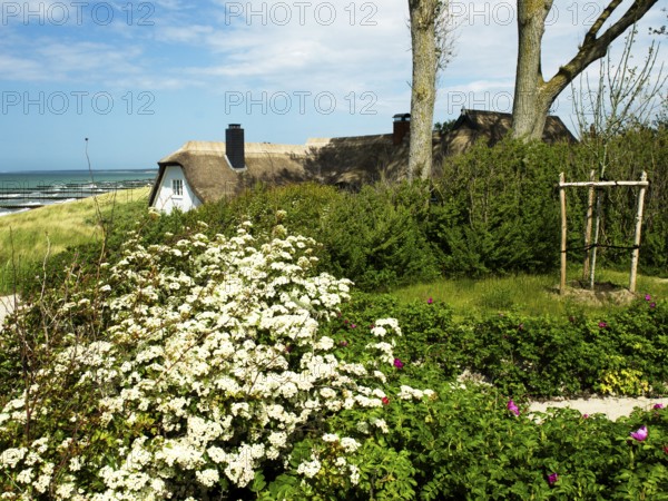 Coastal scene, blooming plants in the foreground, with a thatched building, Ahrenshoop, Baltic Sea,
