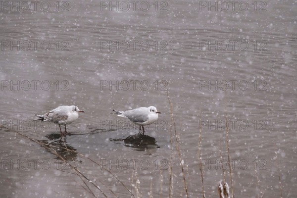 Seagulls in water during snowfall, winter, Germany