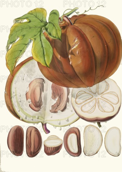 Hodgsonia heteroclita, Chinese lard seed, perennial climbing plant (liana) from the gourd family