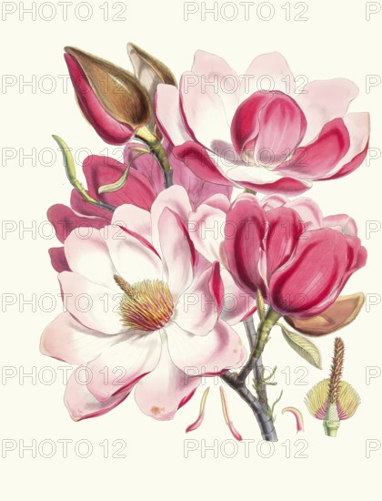 Magnolia Campbellii, Campbell magnolia, is a species of magnolia that grows in protected valleys in