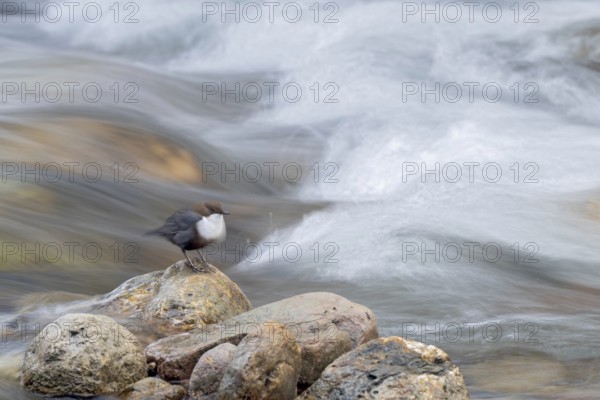 White-throated White-throated Dipper (Cinclus cinclus), sitting on a stone in a stream, Kundler