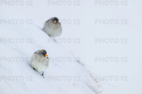 Snowfinches (Montifringilla nivalis) in winter, Hafelekar, Karwendel mountains, Tyrol, Austria