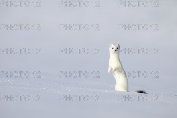 Ermine or large weasel (Mustela erminea), in winter fur, Eggen, Terfens, Tyrol, Austria