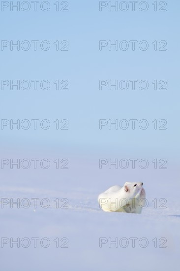 Ermine or large weasel (Mustela erminea), in winter fur, Eggen, Terfens, Tyrol, Austria