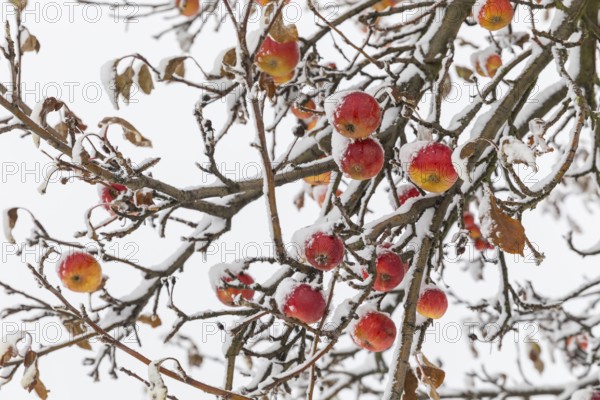 Ripe apples covered in snow on the branches of an apple tree, onset of winter in Oberwartha,