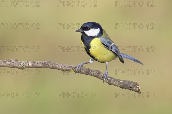 Great Tit (Parus major), male sitting on a branch overgrown with moss and lichen, Wildlife,