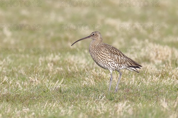 Eurasian curlew (Numenius arquata), foraging in a meadow, wildlife, animals, birds, snipe family,