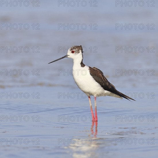 Black-winged Stilt (Himantopus himantopus) foraging in the shallow water of a lake shore, Wildlife,