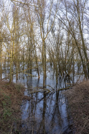 The Bislicher Insel, nature reserve on the Rhine, Altrheinarm, near Xanten, Lower Rhine, Wesel