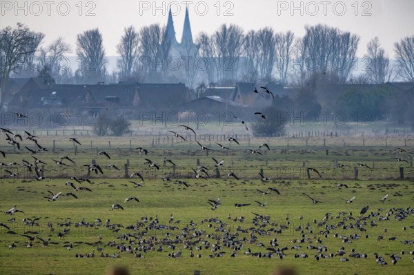 Bislicher Insel, nature reserve on the Rhine, Altrheinarm, near Xanten, Lower Rhine, Wesel