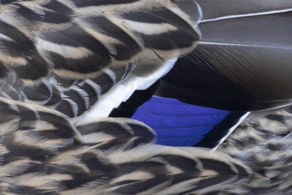 Mallard duck (Anas platyrhynchos) adult female bird close up of its wing feathers, England, United