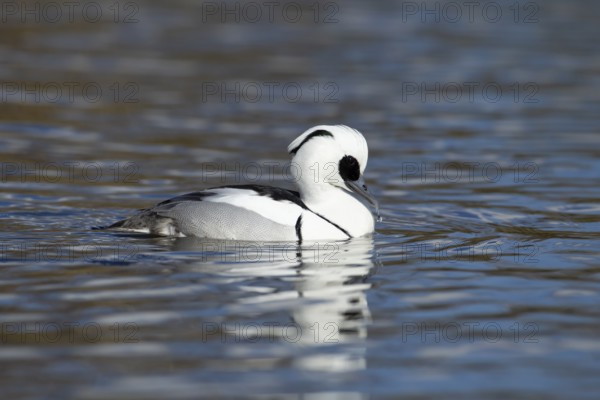 Smew (Mergellus albellus) adult male sawbill duck bird on a lake in winter, England, United KIngdom