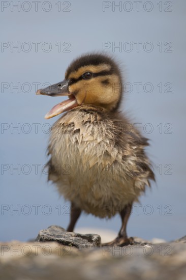 Mallard duck (Anas platyrhynchos) juvenile baby duckling bird quacking in spring, England, United