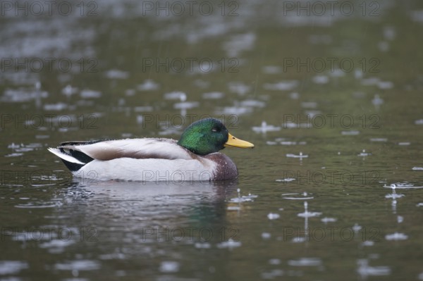 Mallard duck (Anas platyrhynchos) adult male bird on a lake in a rain storm, England, United