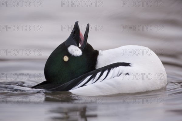 Goldeneye (Bucephala clangula) adult male duck bird displaying on a lake in winter, England, United