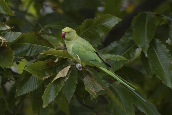 Ring-necked or Rose-ringed parakeet (Psittacula krameri) adult parrot bird in a Sweet chestnut