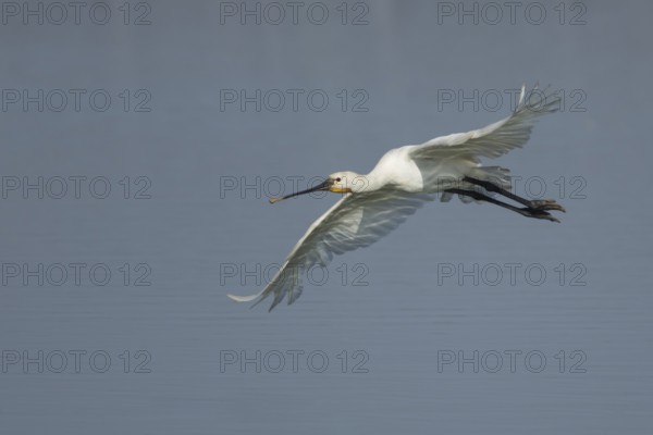 Eurasian spoonbill (Platalea leucorodia) adult bird in flight, RSPB Frampton marsh nature reserve,