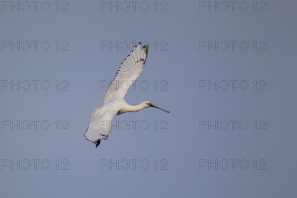 Eurasian spoonbill (Platalea leucorodia) adult bird in flight, RSPB Minsmere nature reserve,